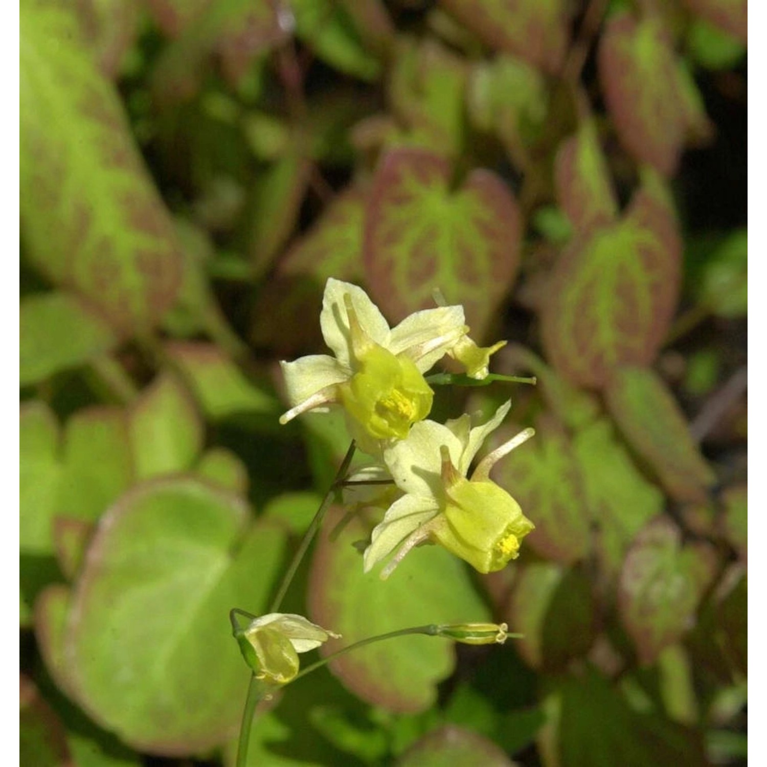 Elfenblume Lichtenfels - Epimedium perralchicum günstig online kaufen