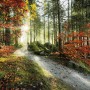 Vlies Fototapete mit Waldweg im Herbst, 450x280 cm. Natur Tapete mit herbstlichen Farben.