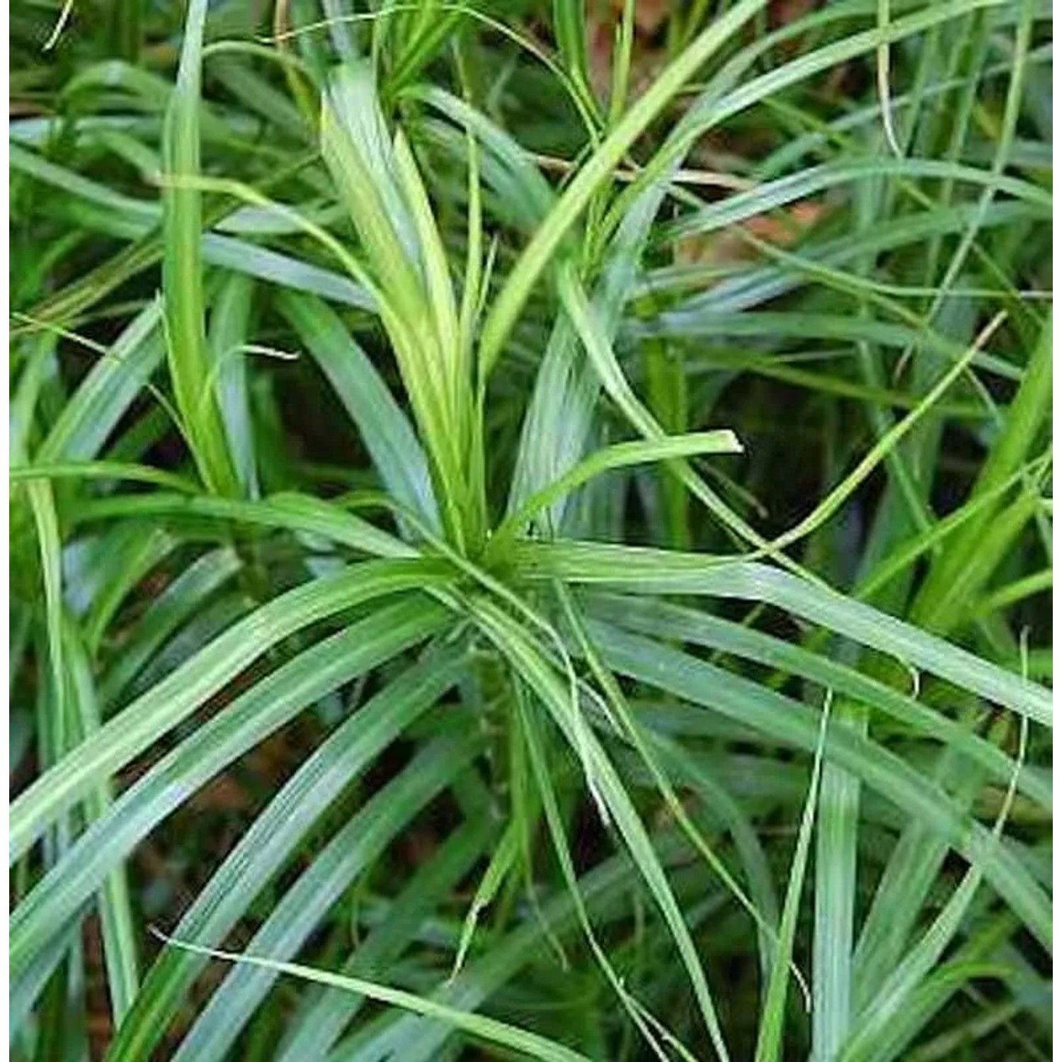 Palmwedelegge - Carex muskingumensis