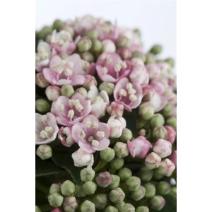 Nahaufnahme: Rosa-weiße Blüten und Knospen des Lorbeer-Schneeballs Viburnum Tinus Eve Price.