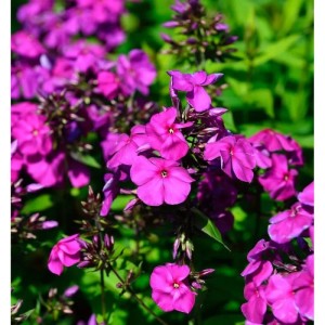 Nahaufnahme der purpurroten Blüten der Hohen Flammenblume Düsterlohe (Phlox Paniculata).