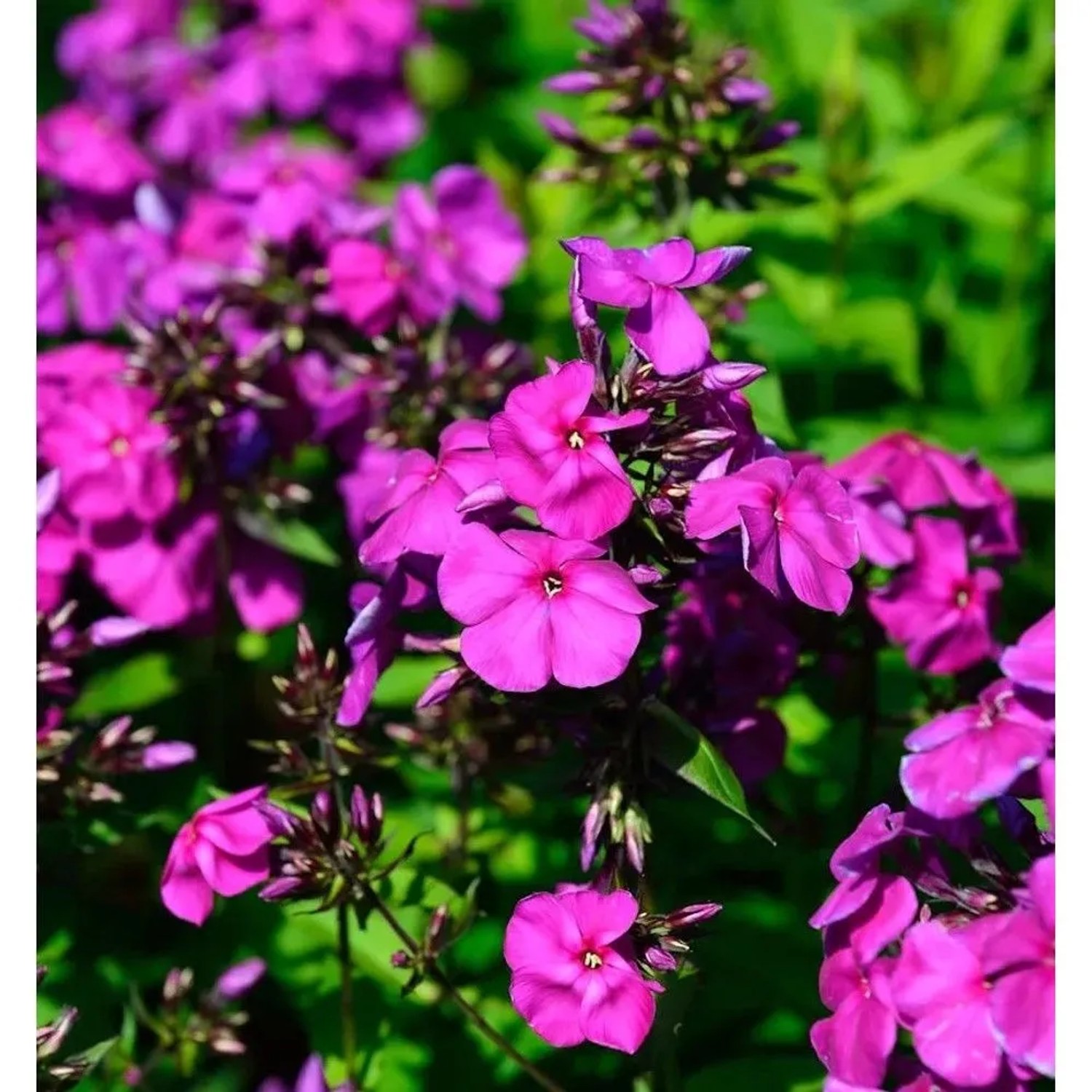 Hohe Flammenblume Düsterlohe - Phlox Paniculata