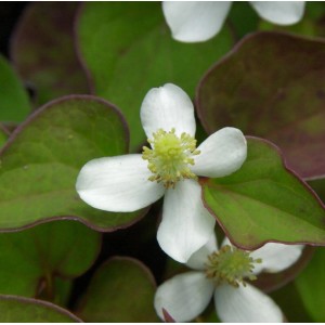 Eidechsenschwanz (Houttuynia cordata) Staude mit weißen Blüten und grünen Blättern.