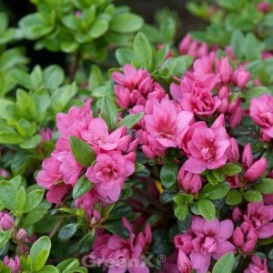 Kriechende Zwerg-Azalee Mariko mit pinken Blüten, Nahaufnahme der Rhododendron nakaharai.