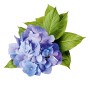 Blaue GROW by OBI Hortensie Bloombuster mit grünen Blättern, ca. 30-40 cm hoch.
