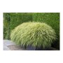 Japanisches Waldgras 'Hakonechloa Macra' im Topf, ein elegantes Ziergras für den Garten, 6er Set.