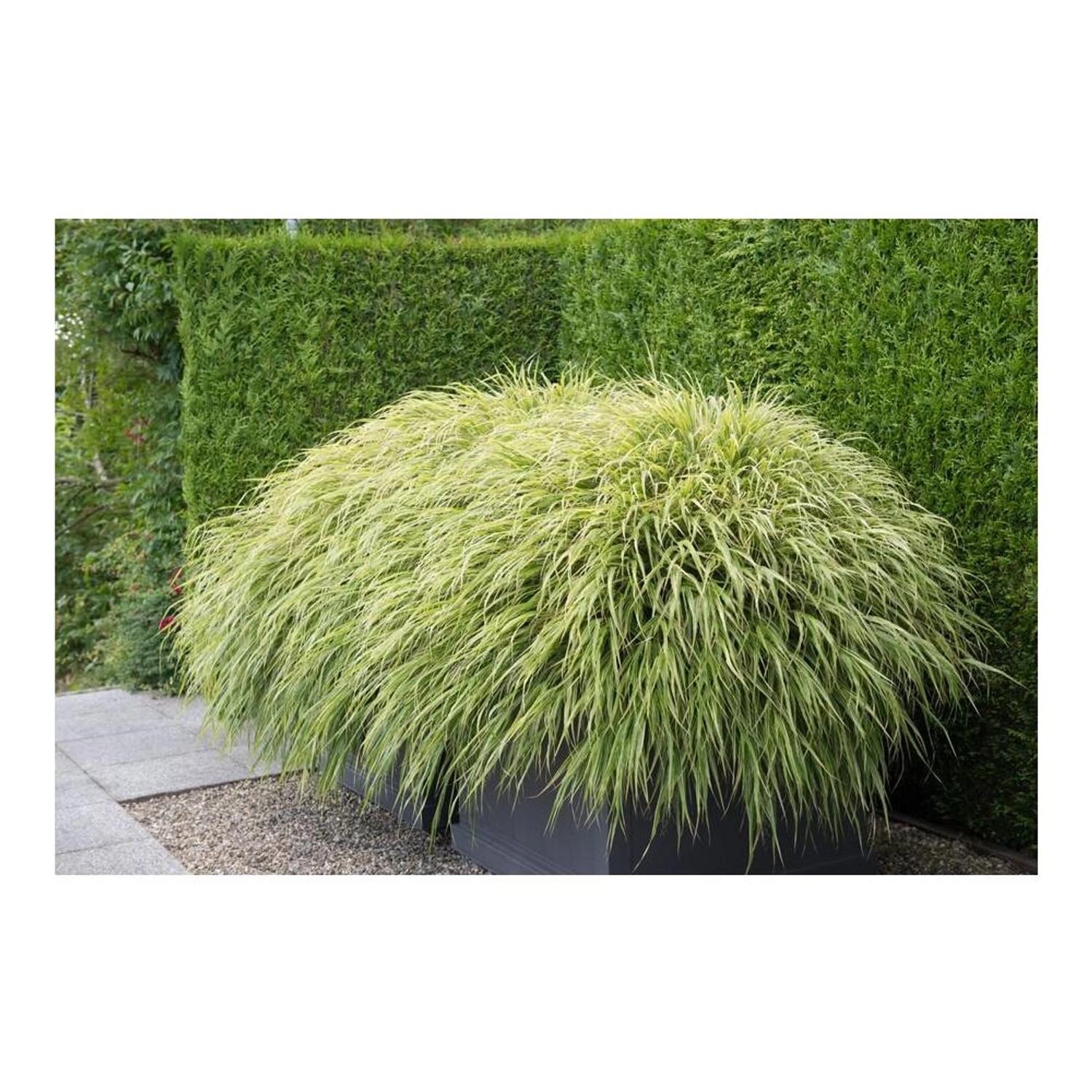 Japanisches Waldgras 'Hakonechloa Macra' im Topf, ein elegantes Ziergras für den Garten, 6er Set.