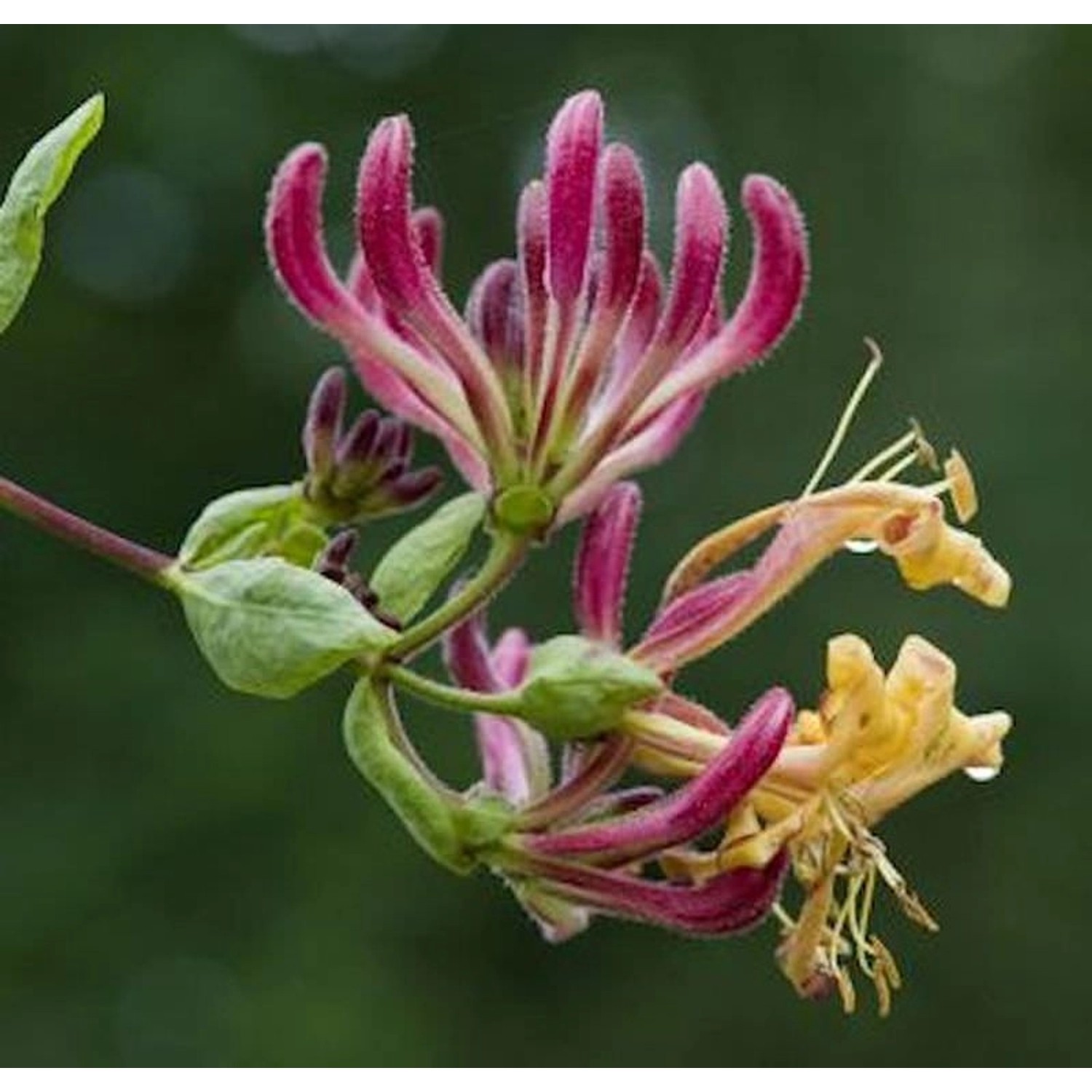 Waldgeisblatt Serotina 60-80cm - Lonicera periclymenum günstig online kaufen