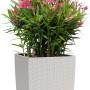 Lechuza Cube Cottage Pflanzkübel, 30 cm, lichtgrau, mit Oleander bepflanzt.