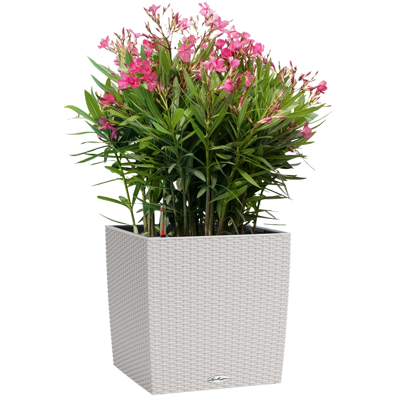 Lechuza Cube Cottage Pflanzkübel, 30 cm, lichtgrau, mit Oleander bepflanzt.