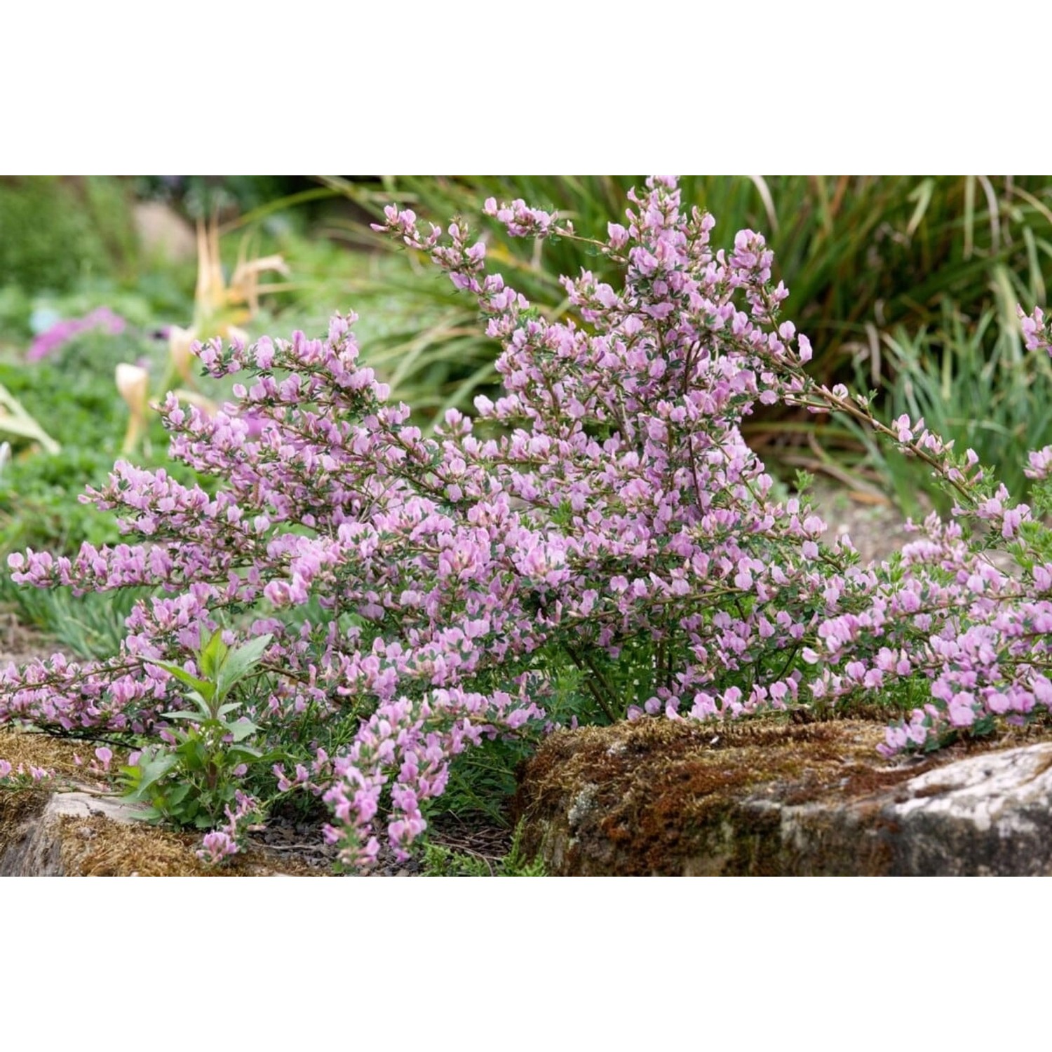 Cytisus Purpureus Purpur-Ginster 20-30 cm günstig online kaufen