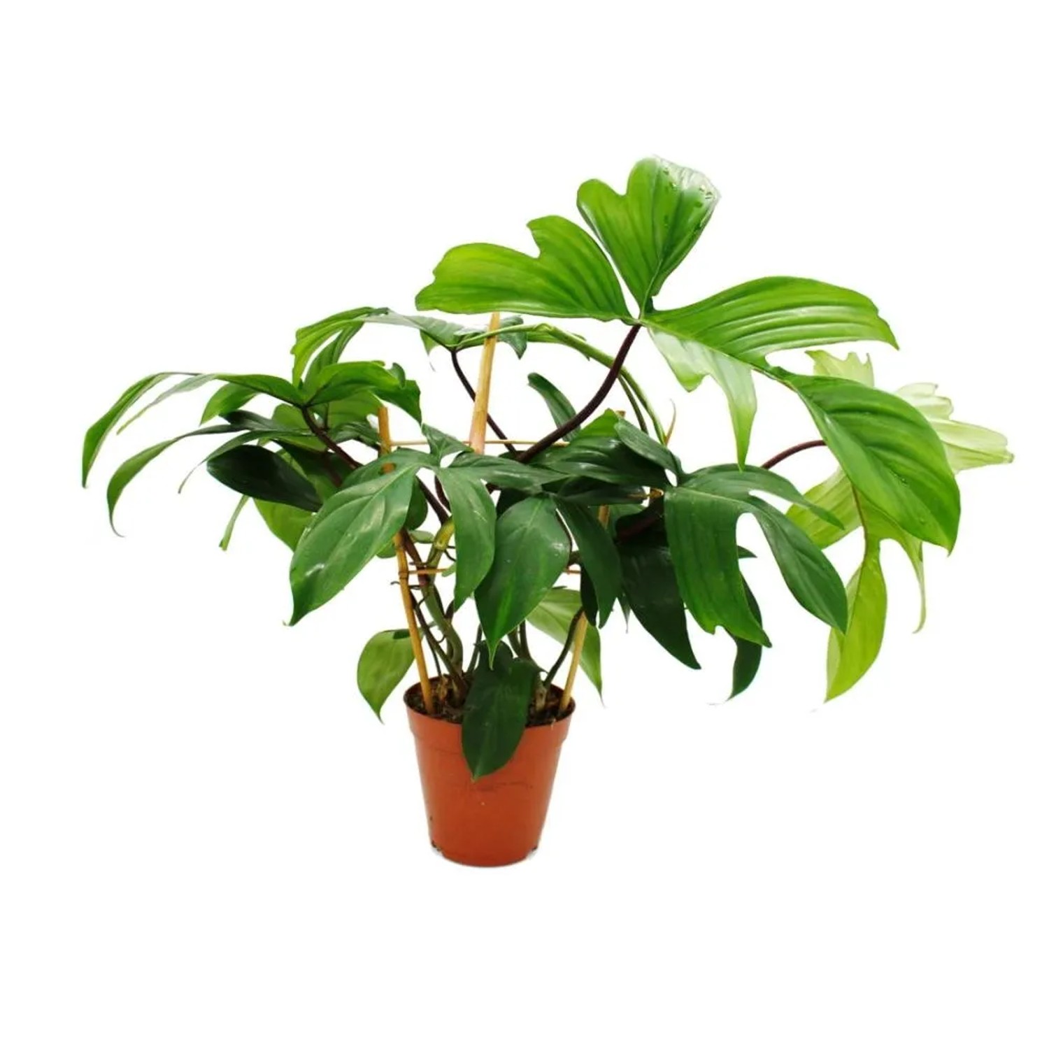 Exotenherz Philodendron Florida Beauty Green Baumfreund 15cm Topf am Spalier