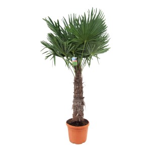 Chinesische Hanfpalme (Trachycarpus fortunei), ca. 160 cm hoch, im Topf. Kübelpflanze für Garten und Terrasse.