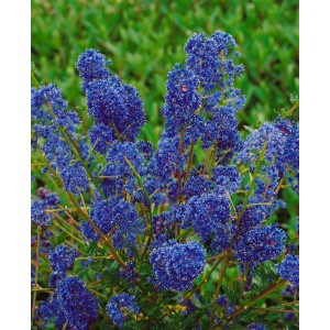 Nahaufnahme der Ceanothus Blue Sapphire Säckelblume mit leuchtend blauen Blüten.