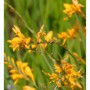 Gelbe Garten-Monbretie 'Buttercup' (Crocosmia crocosmiiflora) im Detail.