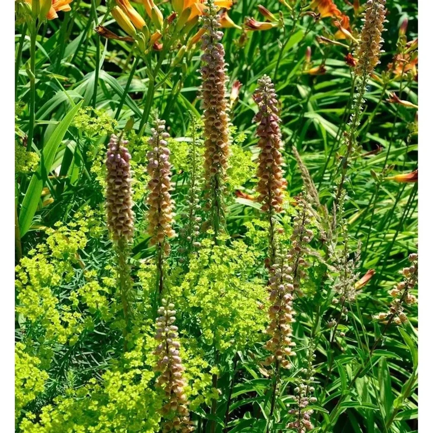 Fingerhut - Digitalis ferruginea