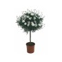 Strauchmargerite Stamm, weiße Blüten im Topf, ca. 60 cm hoch. Blühende Kübelpflanze für Balkon und Terrasse.
