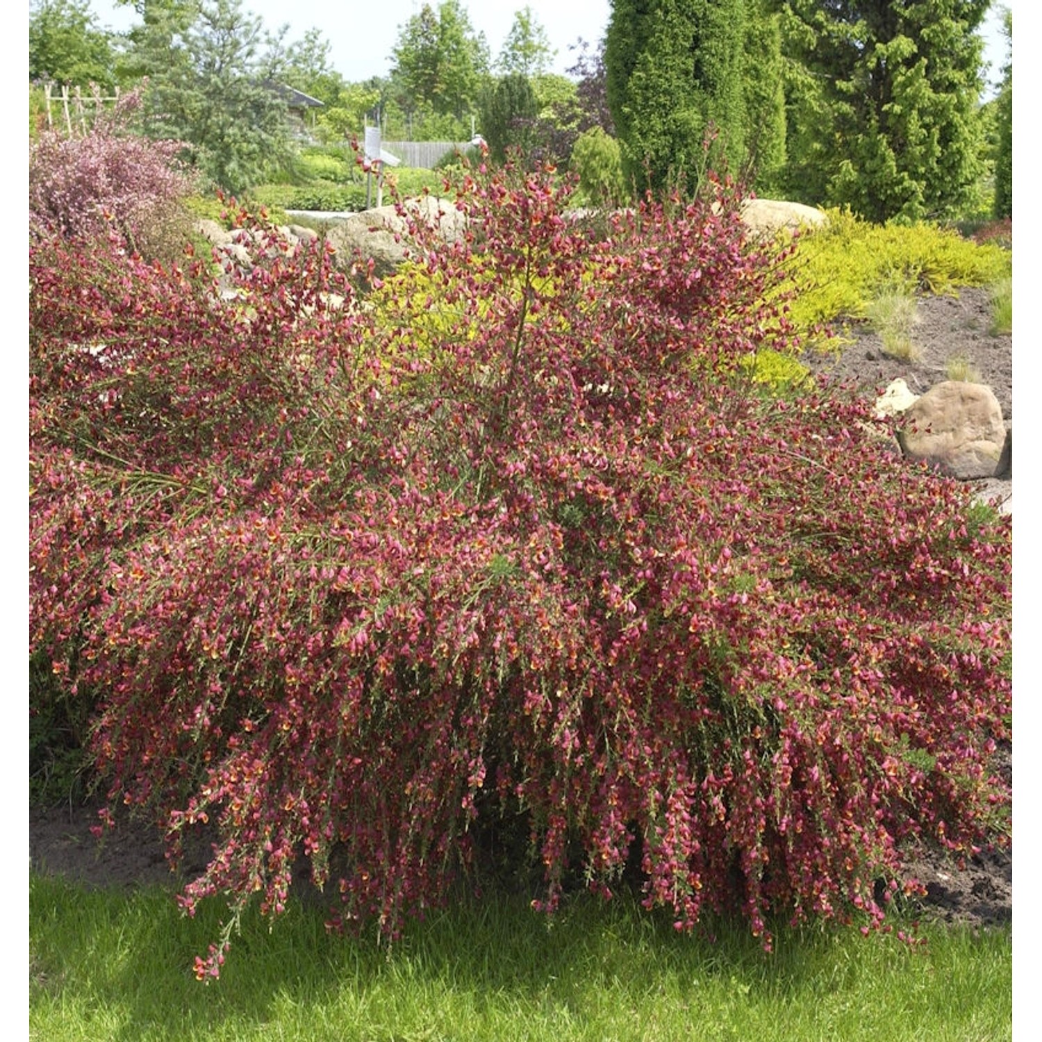 Edelginster Red Wings 60-80cm - Cytisus scoparius günstig online kaufen