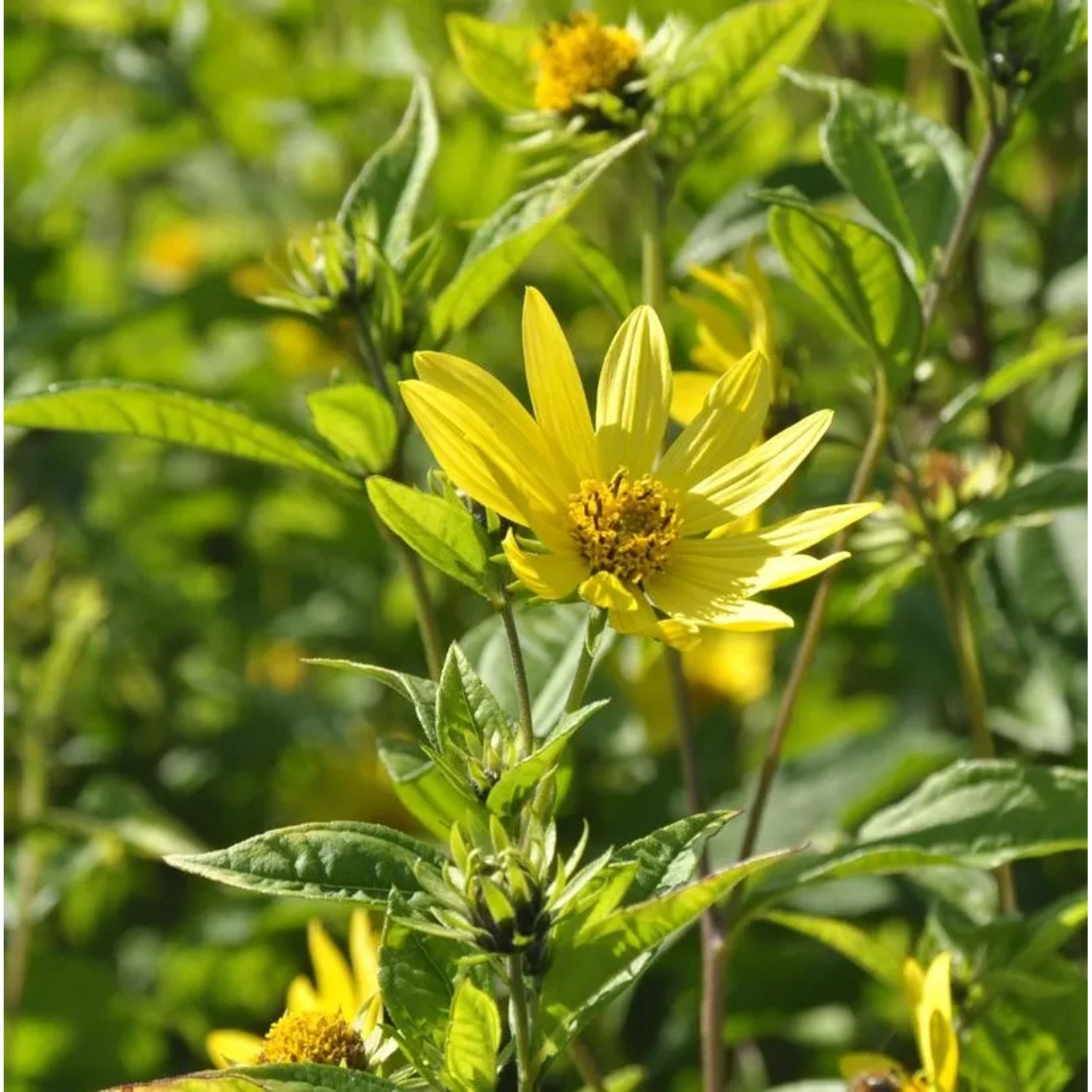 Zitronengelbe Stauden Sonnenblume - Helianthus microcephalus