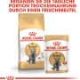Royal Canin British Shorthair Katzenfutter Trocken und Feucht im Set, für Britisch Kurzhaar Katzen.