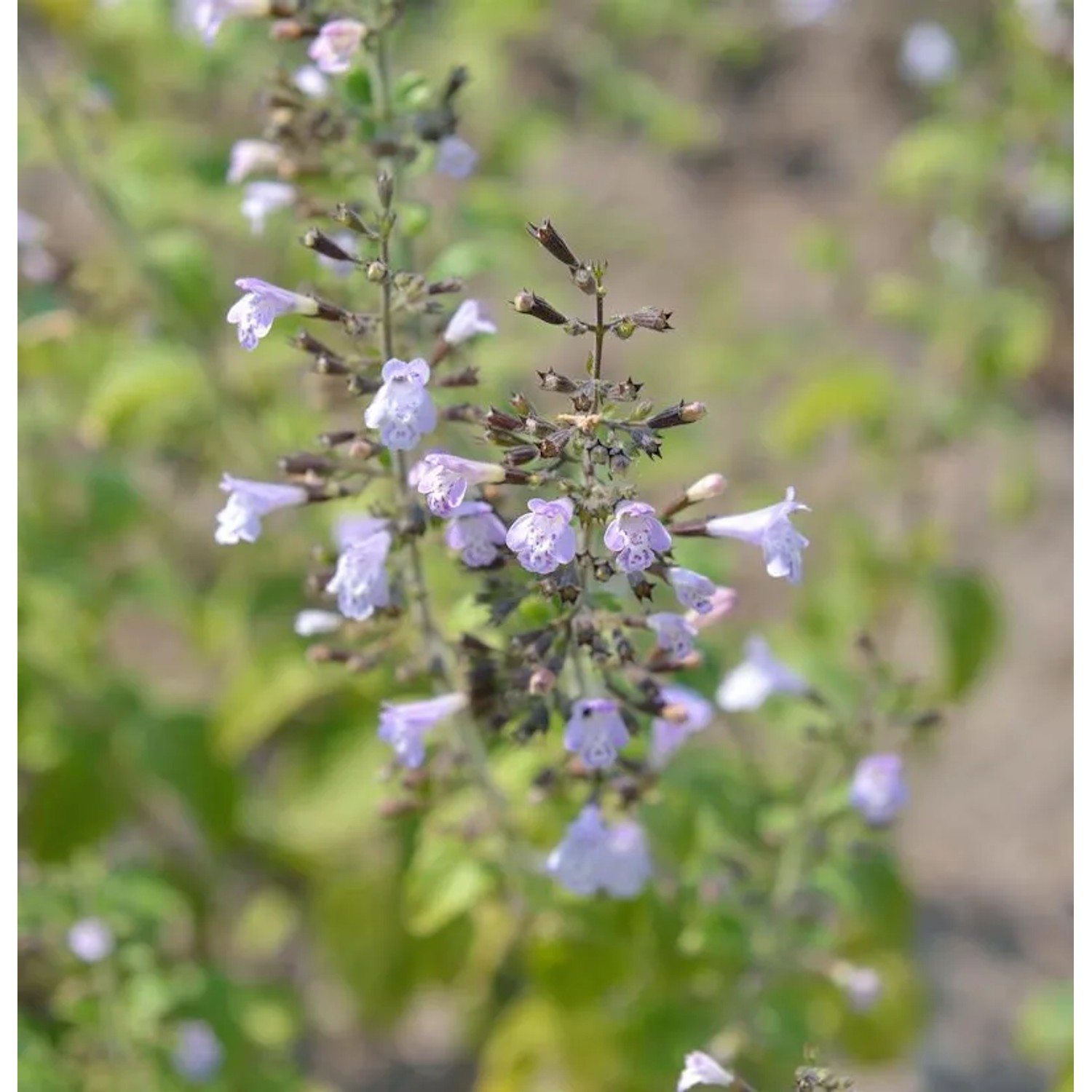 Kleinblättrige Bergminze Marvelette Blue - großer Topf - Calamintha nepeta