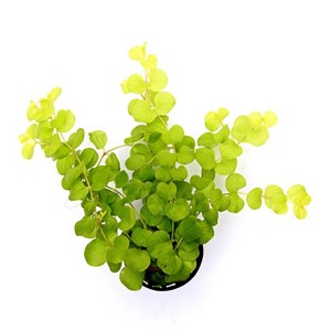 Pfennigkraut Aurea im Topf, eine attraktive Sommerpflanze mit runden, gelbgrünen Blättern.