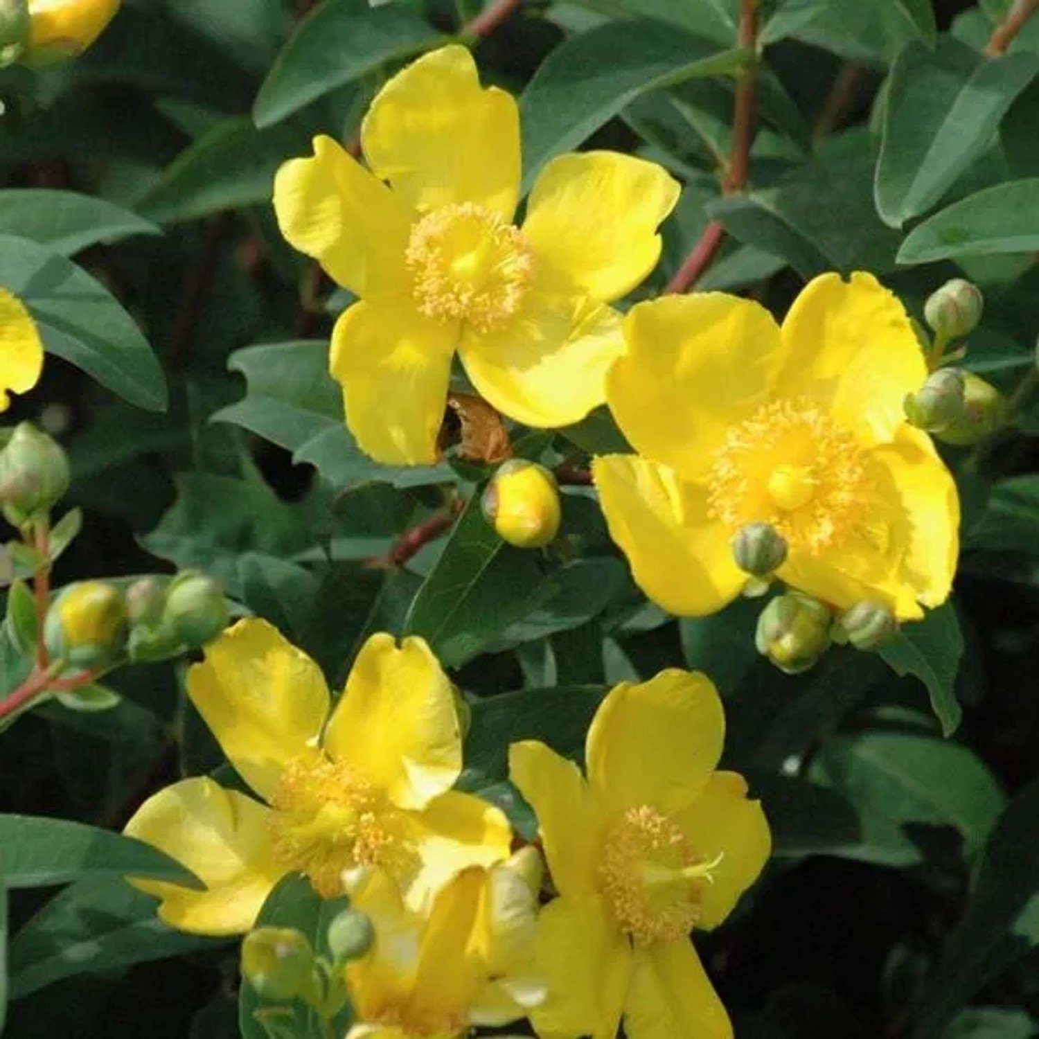 Johanniskraut 'Hidcote' Hypericum 30 bis 40 cm im Container Dunkelgrünes Laub