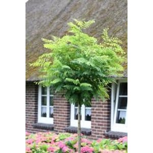 Kugelrobinie als Stämmchen mit runder Krone, ca. 180-190cm hoch, ideal für Garten und Terrasse.