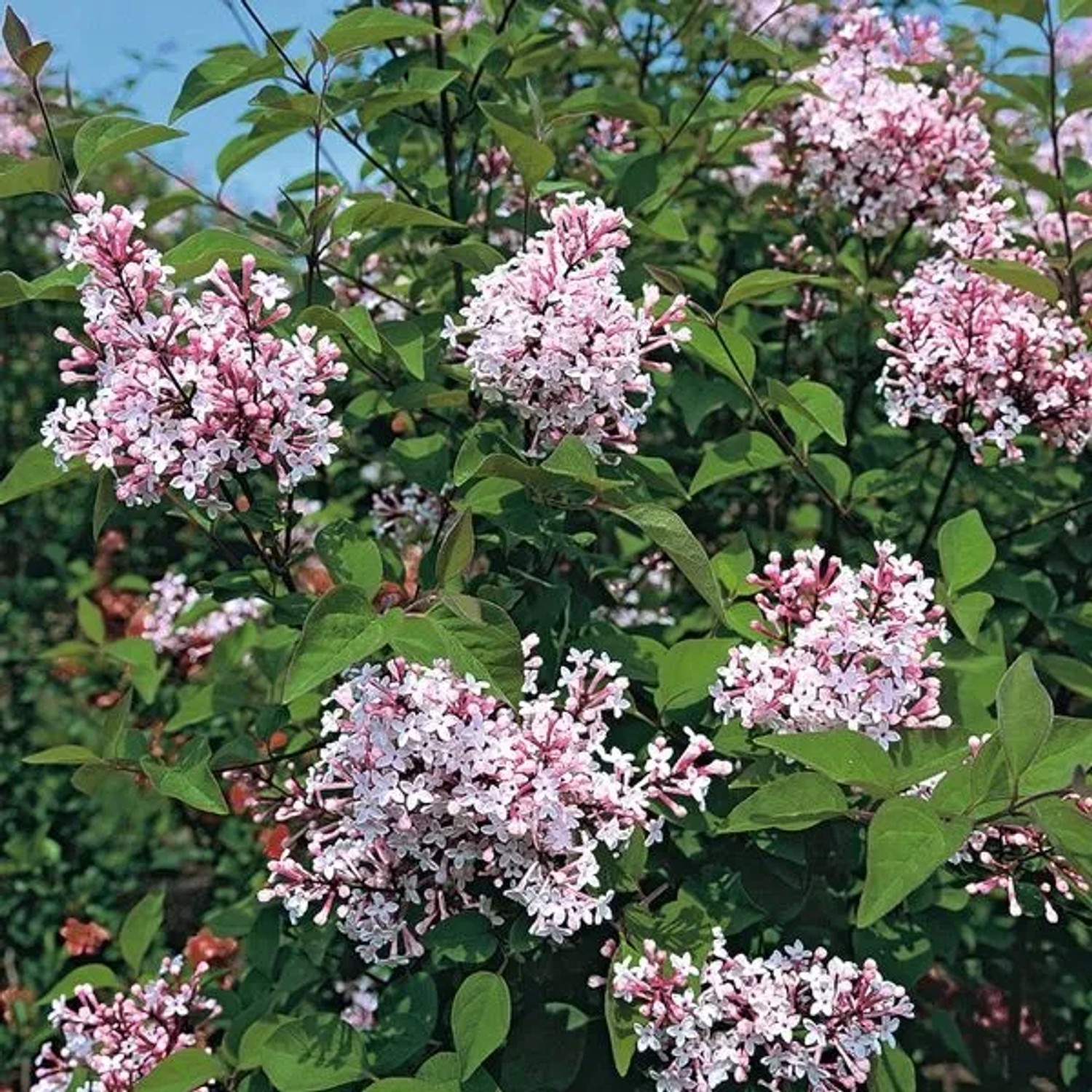 Zwergflieder 'Superba' Syringa microphylla 40 bis 60 cm im Container Reichblühend