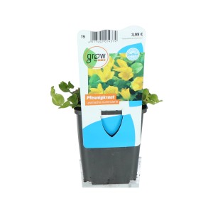 Pfennigkraut Gelb im 9 cm Topf: Bodendecker für Teich und Beet mit leuchtend gelben Blüten.