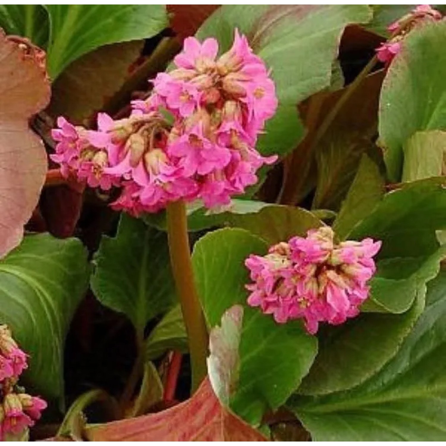Bergenie David - Bergenia cordifolia