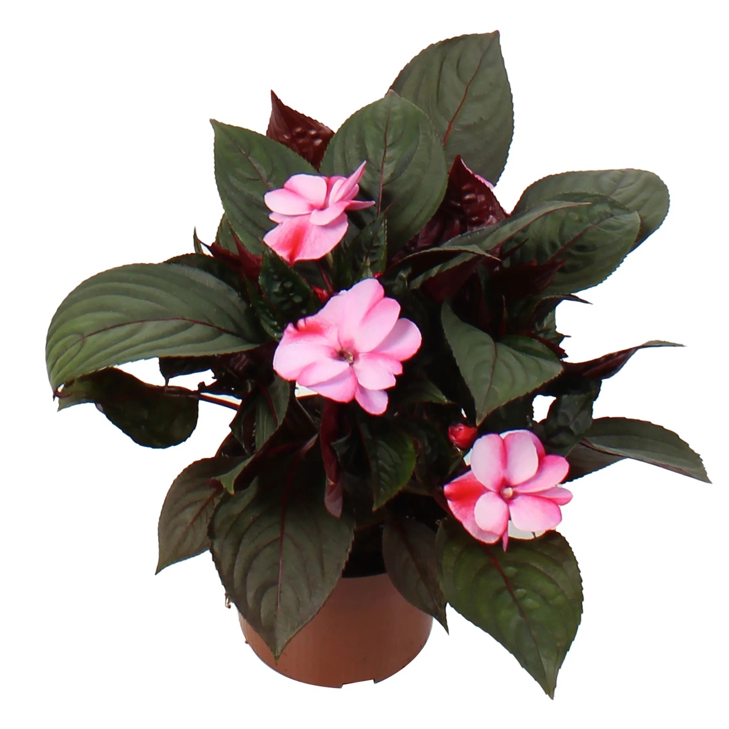 GROW by OBI Edellieschen mit rosa Blüten im Topf, ca. 55cm hoch.