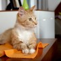 Katze liegt auf orangem Vileda Mikrofaser Staubtuch auf Tisch.
