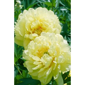 Gelbe Paeonia Bartzella Pfingstrose im 5-7,5 Liter Container, Nahaufnahme der Blüte.