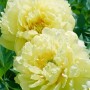 Gelbe Paeonia Bartzella Pfingstrose im 5-7,5 Liter Container, Nahaufnahme der Blüte.