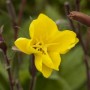 Leuchtend gelbe Nachtkerze (Oenothera Odorata) im Topf, eine blühende Zimmerpflanze.
