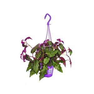 Hängende Exotenherz Zimmerpflanze Gynura Purple Passion mit lilafarbenen Blättern im 14cm Ampeltopf.