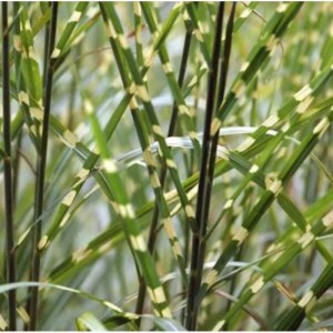 Detailaufnahme von Chinaschilf 'Strictus' (Miscanthus sinensis) mit markanten, horizontal gestreiften Blättern.