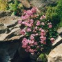 Rosa blühender Dalmatiner Storchschnabel (Geranium dalmaticum) im Steingarten.