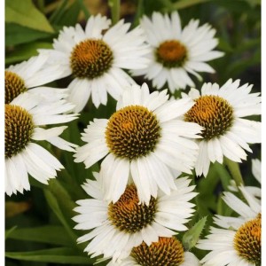 Sonnenhut Virgin - Echinacea purpurea
