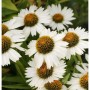 Sonnenhut Virgin - Echinacea purpurea_2