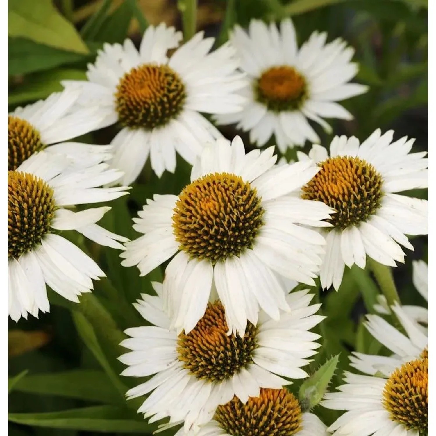 Sonnenhut Virgin - Echinacea purpurea_2