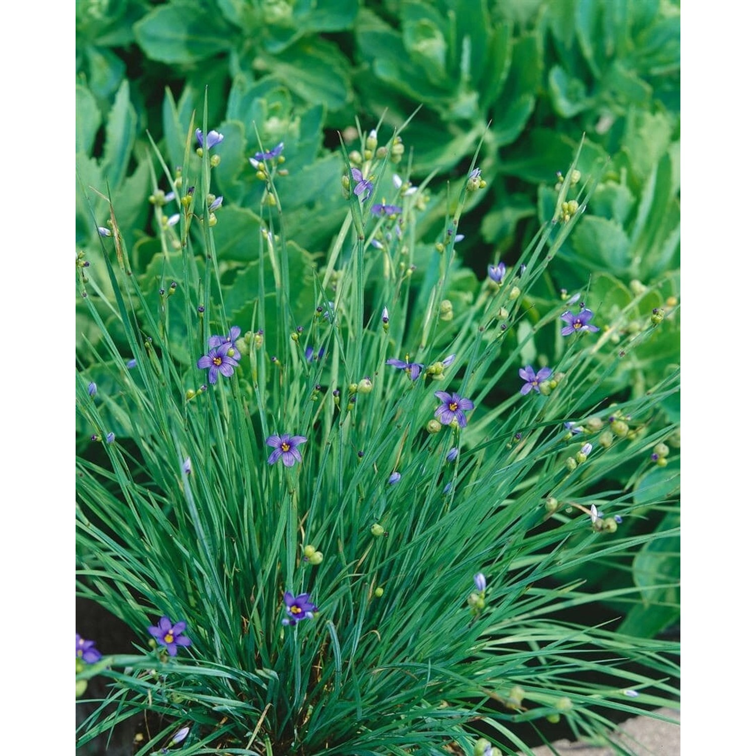 Sisyrinchium Angustifolium Lucerne Blauäugige Graslilie Ca. 9x9 cm Topf günstig online kaufen