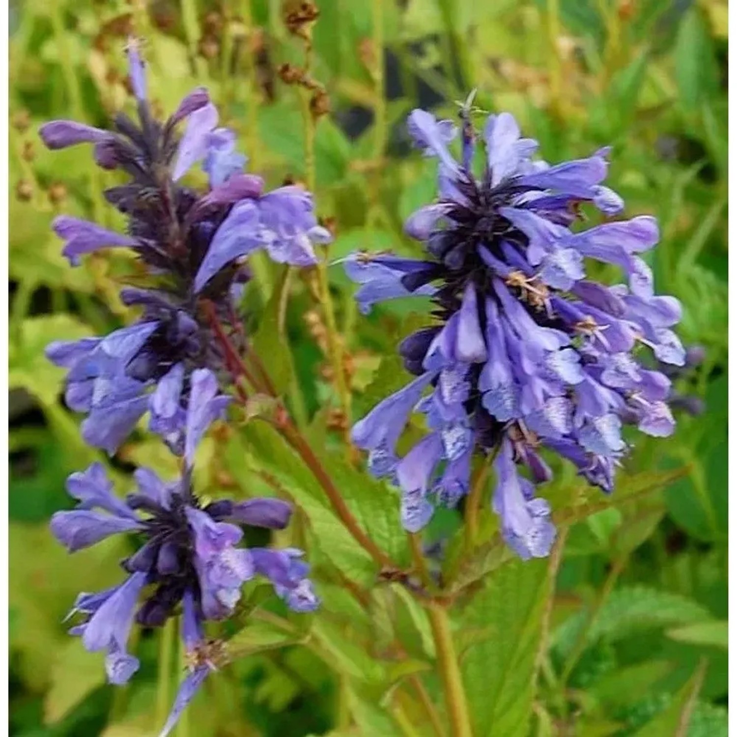 Blühende Sibirische Katzenminze (Nepeta sibirica) im Garten. Staude mit violetten Blüten.
