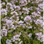 Blühender Echter Thymian (Thymus vulgaris) mit zarten lila Blüten und grünen Blättern. Ideal für Garten und Küche.