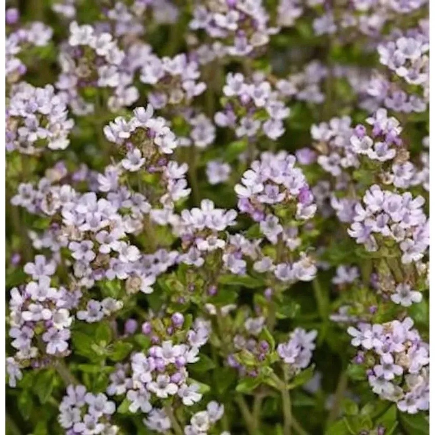 Echter Thymian - Thymus vulgaris