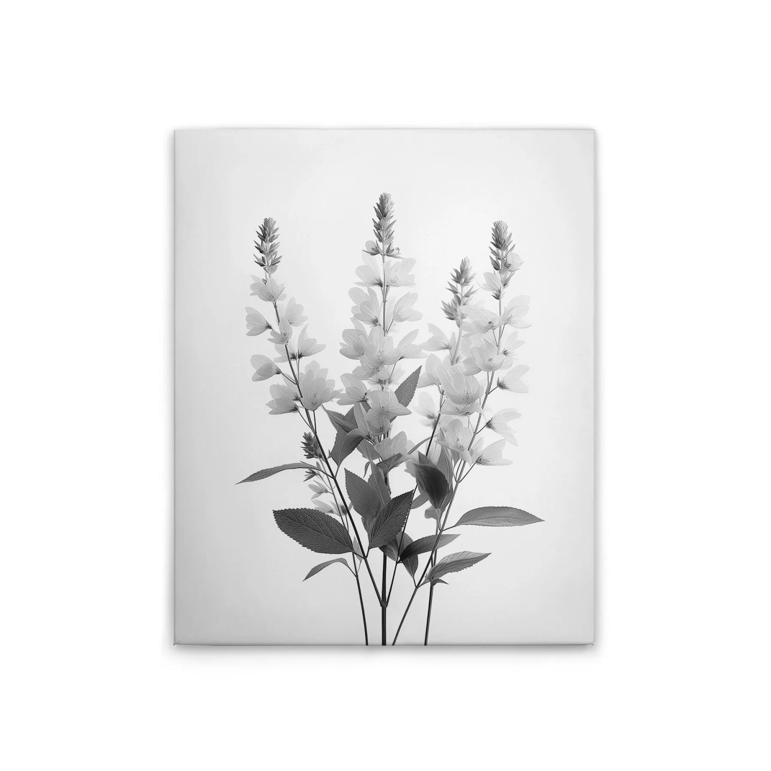Tadessi Leinwandbild - M1-No.51791 - Blumen Vintage SW - 40 x 50 cm - Querformat