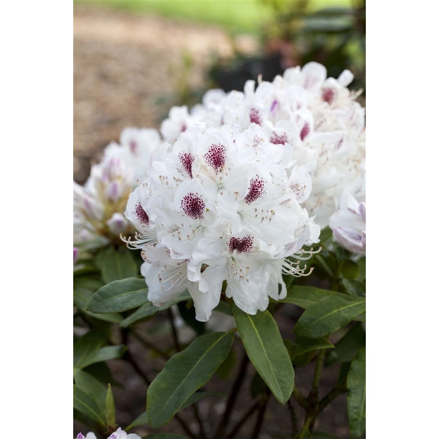 Rhododendron Hybr. Schneebukett Weiß 30–40 cm günstig online kaufen