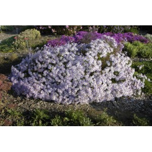 Violette Pyrenäenaster Lutetia im 9x9 cm Topf, blühende Staude für sonnige Standorte.