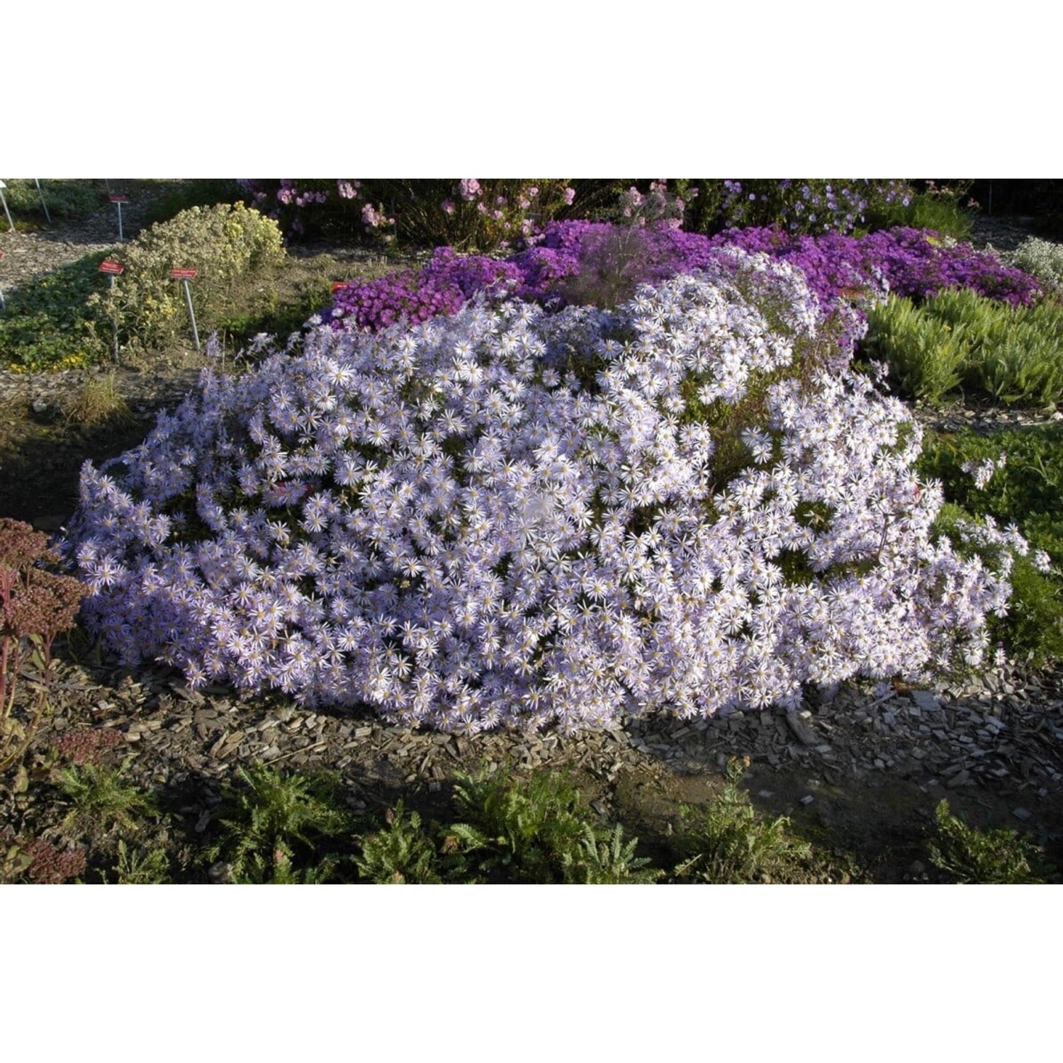 Aster Pyrenaeus Lutetia Pyrenäenaster Ca. 9x9 cm Topf günstig online kaufen